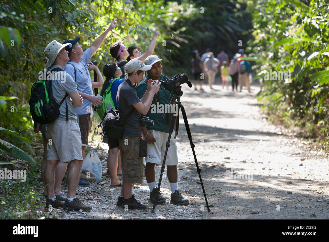 Turisti si riuniscono intorno a una guida per ottenere uno sguardo al wildlife presso il Parco Nazionale di Manuel Antonio in Costa Rica. Foto Stock