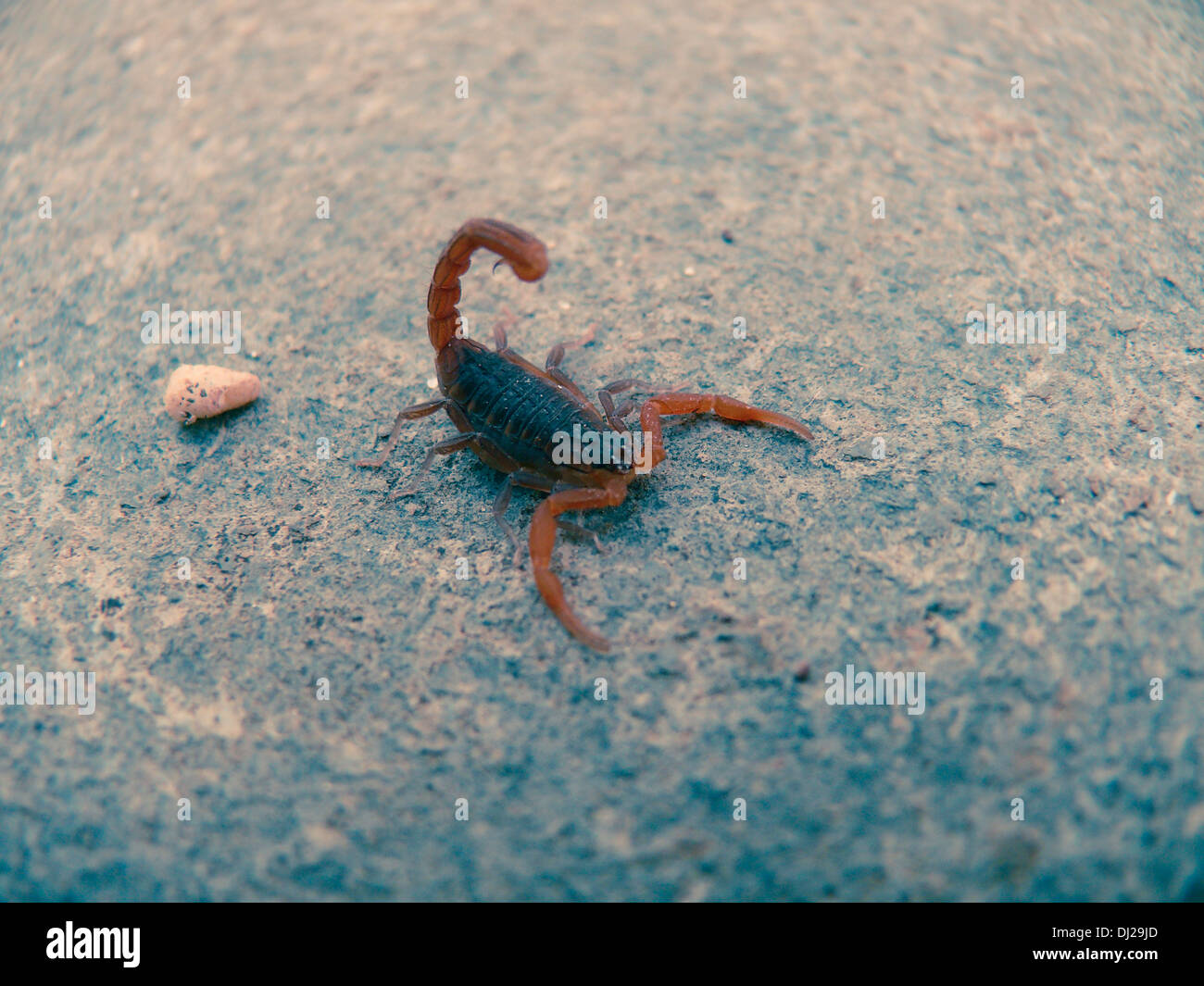 La morte di Stalker, Scorpion Leiurus Quinquestraitus, Kokan, Ratnagiri, Maharashtra, India Foto Stock
