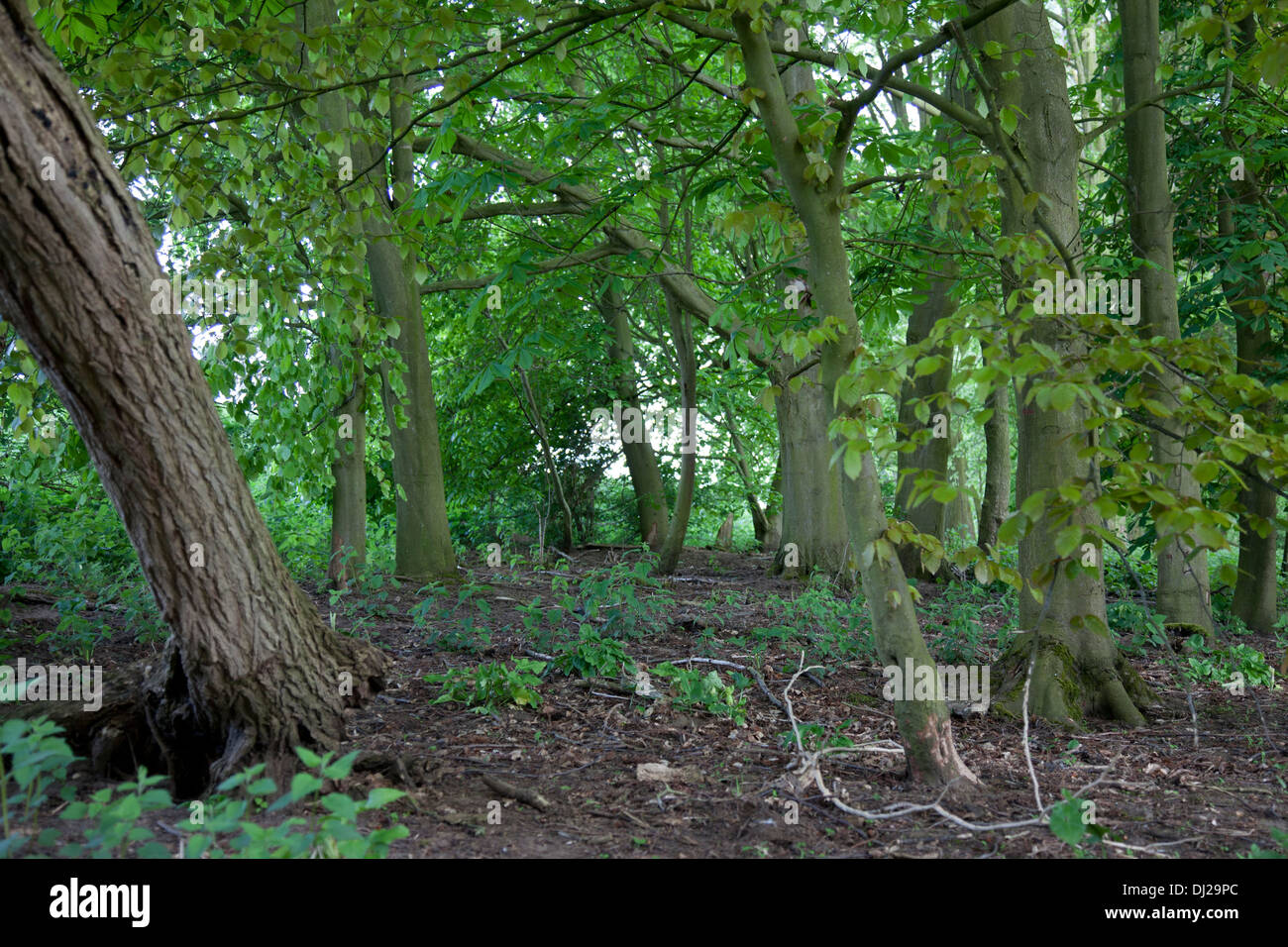 Silvicoltura a follia Hill boschi, Faringdon, Oxfordshire Foto Stock