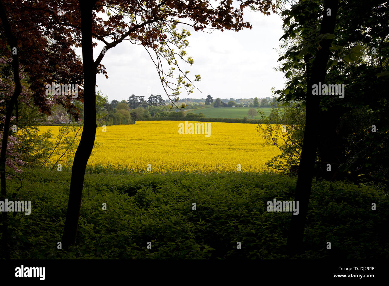 Campo di colza gialli, visto attraverso gli alberi, Oxfordshire Foto Stock