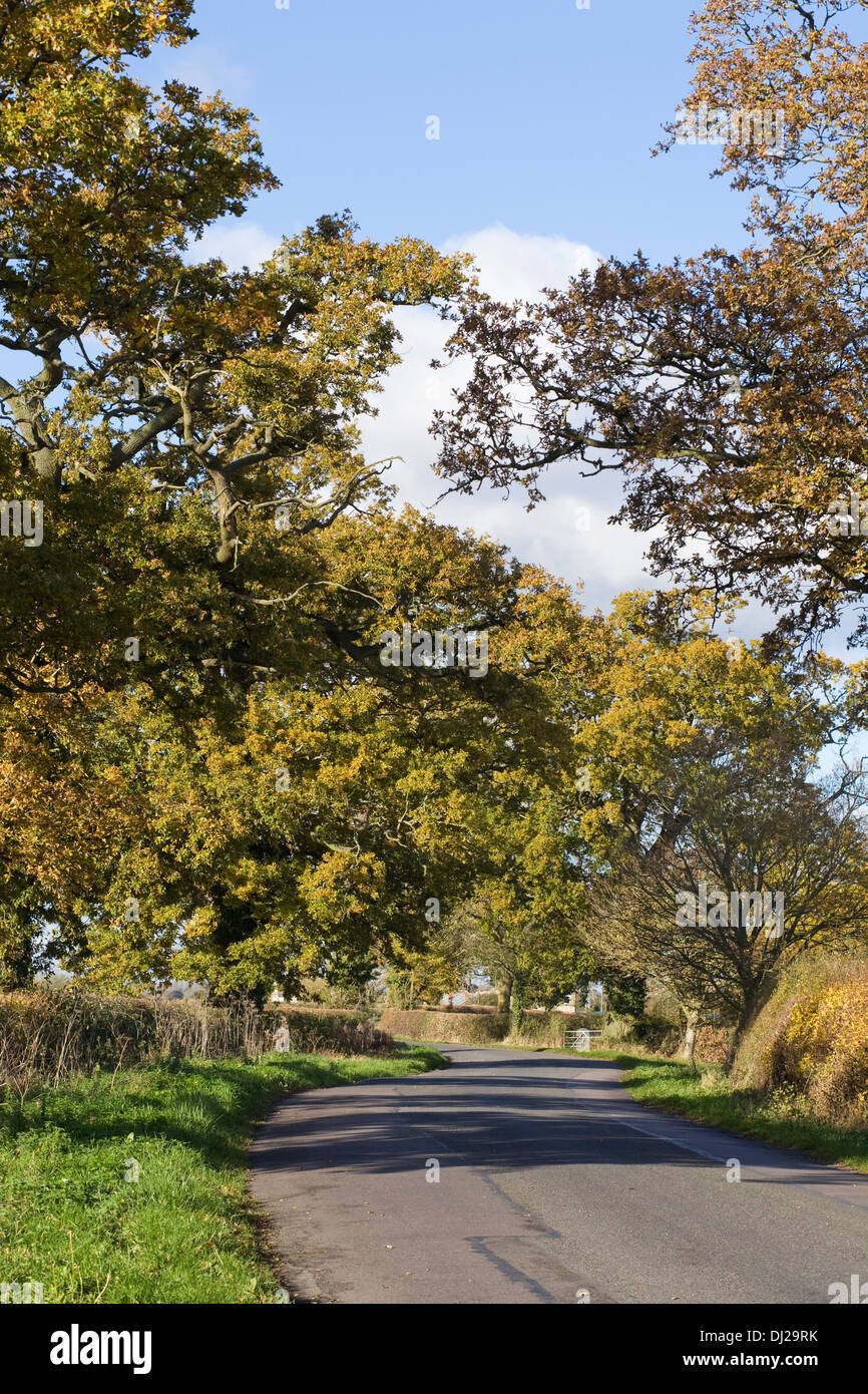 Quercus. Alberi di quercia fodera un paese di lingua inglese lane in autunno. Foto Stock