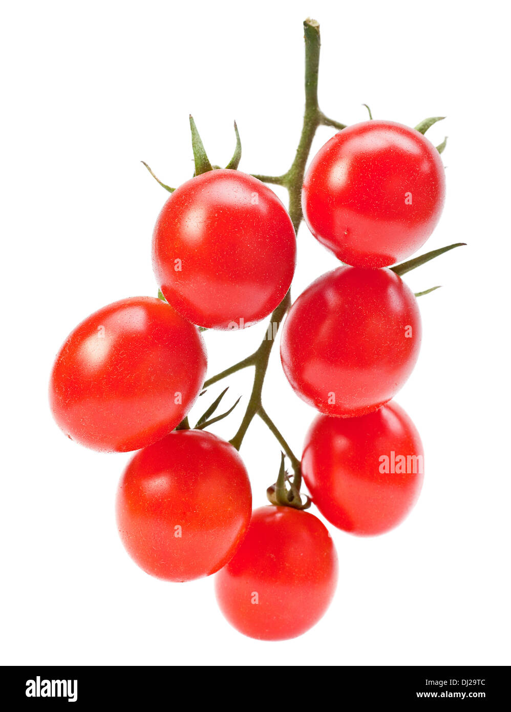 Il ramo rossi pomodori ciliegini isolato su bianco Foto Stock