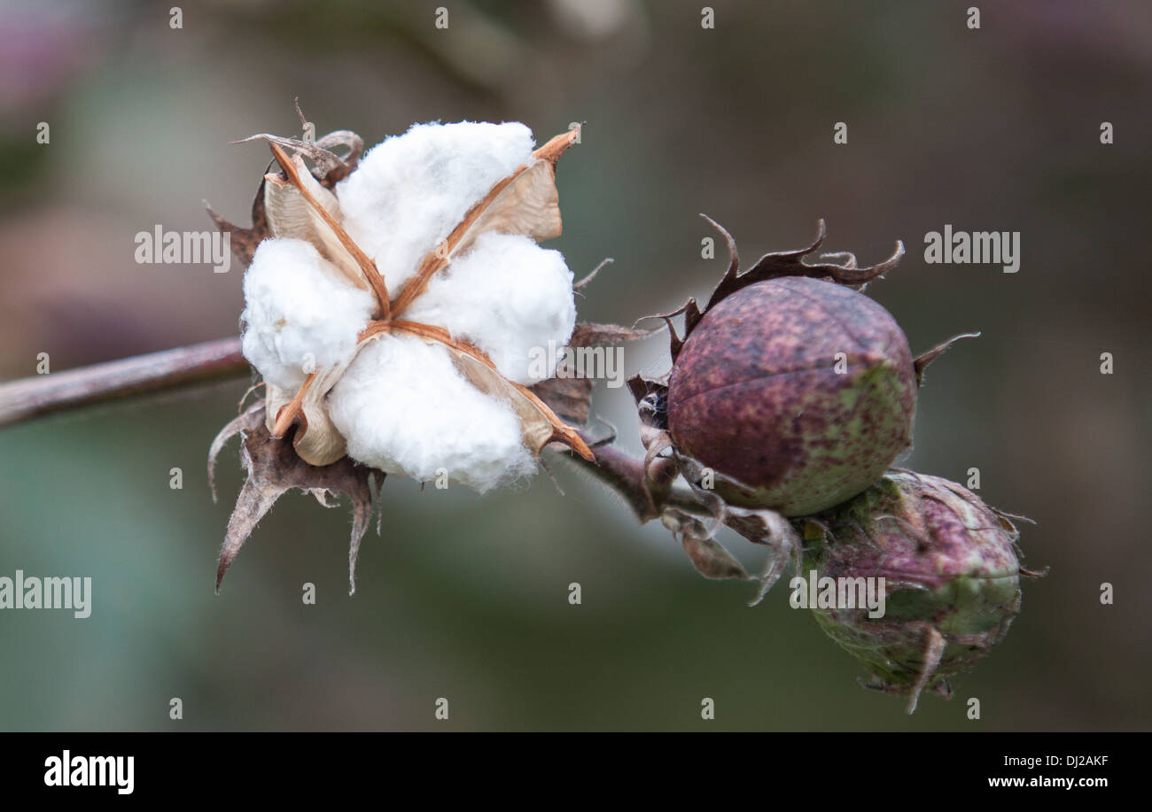 Orientamento orizzontale in prossimità di un impianto di cotone Foto Stock