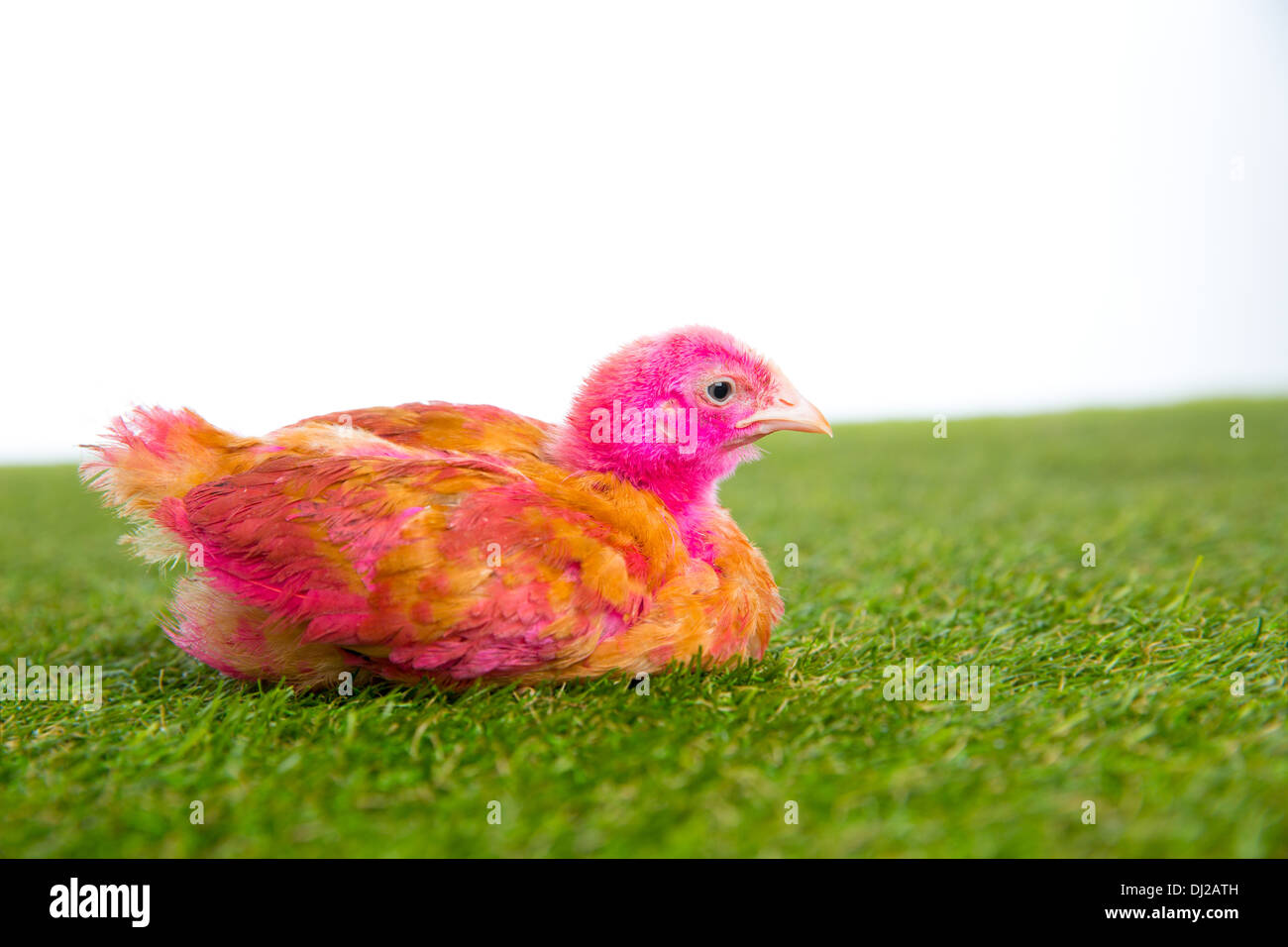 Pollo Pulcino Gallina rosa dipinta sul manto erboso di erba e sfondo bianco Foto Stock