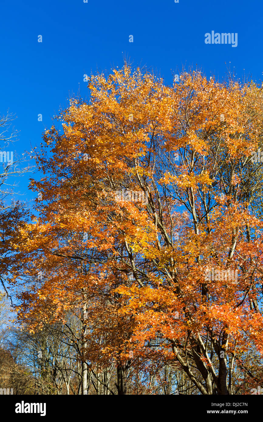 Colori autunnali nei pressi del Parco Nazionale di Great Smoky Mountains, North Carolina, STATI UNITI D'AMERICA Foto Stock