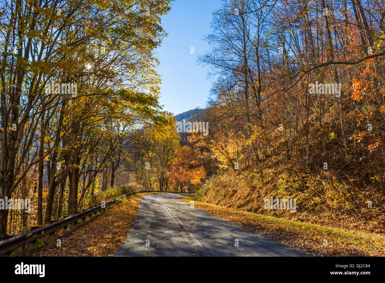 I colori dell'autunno in Joyce Kilmer National Forest appena a sud del Parco Nazionale di Great Smoky Mountains, North Carolina, STATI UNITI D'AMERICA Foto Stock