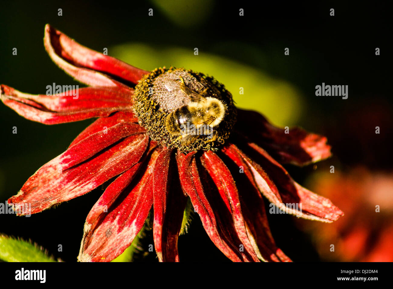 Close-up di una alimentazione delle api sul cono di cherry brandy coneflower (Rudbeckia hirta) Foto Stock
