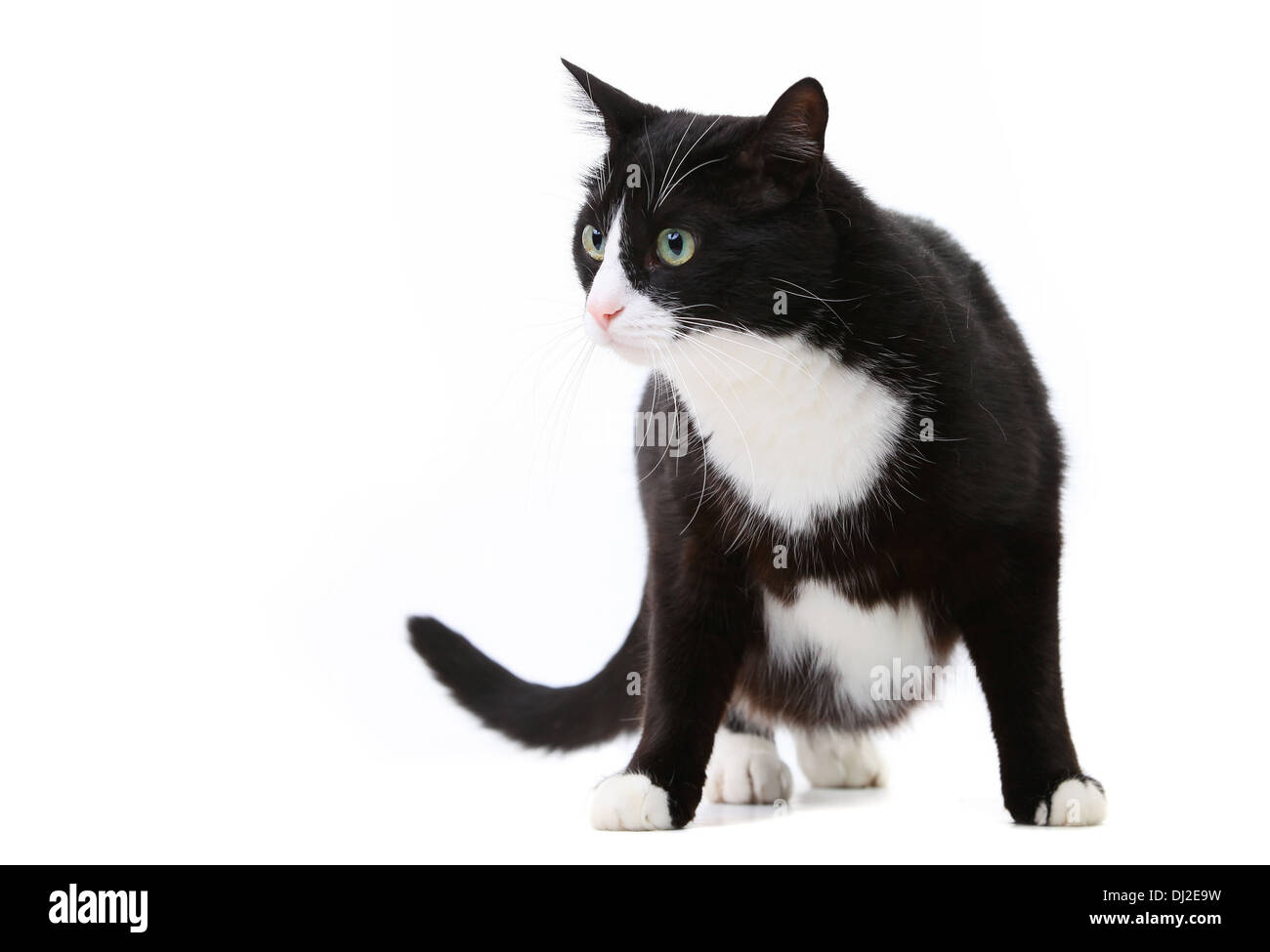 Giovane nero e il gatto bianco su sfondo bianco in studio Foto Stock