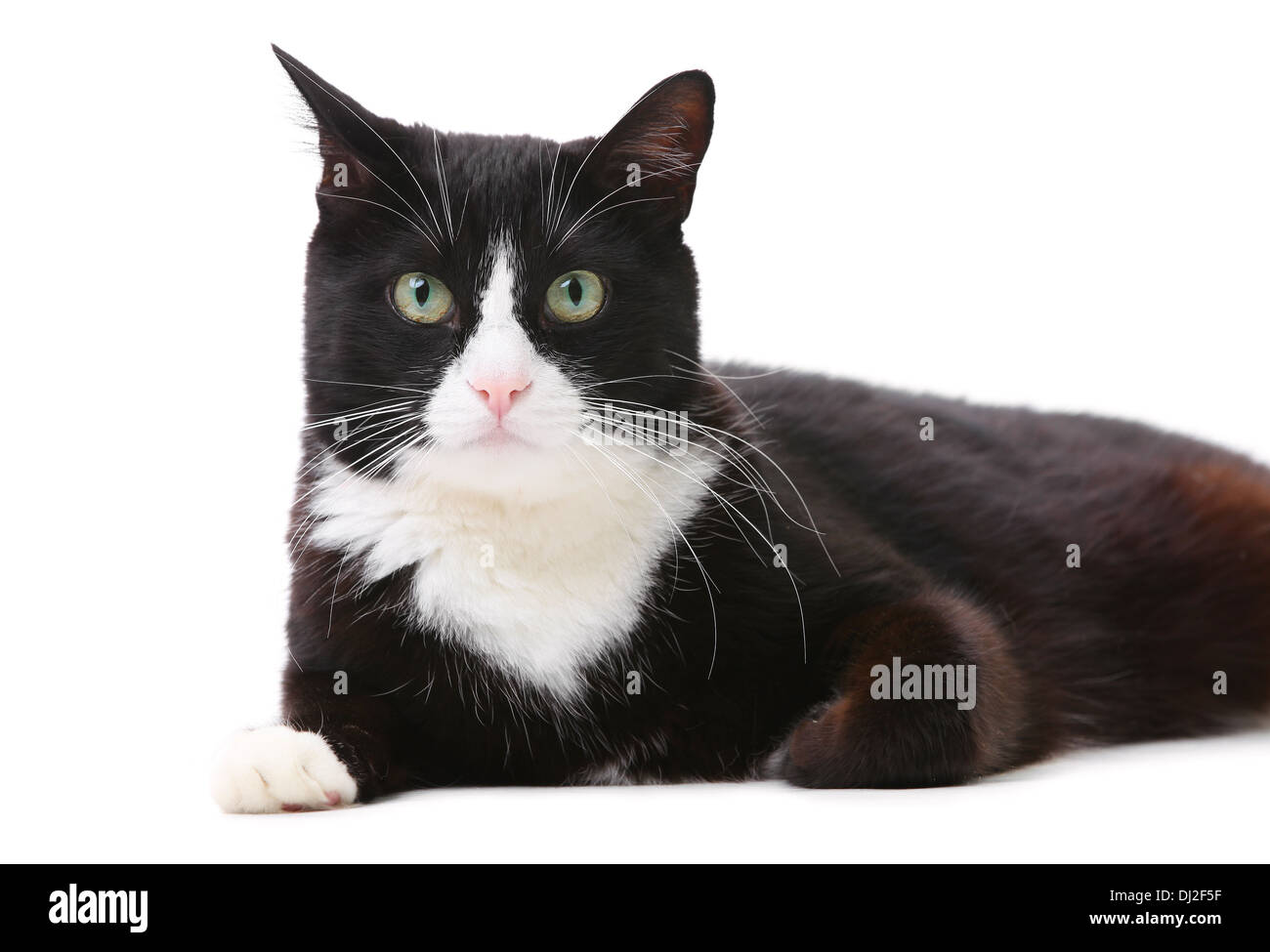 Bella nero e il gatto bianco su sfondo bianco Foto Stock