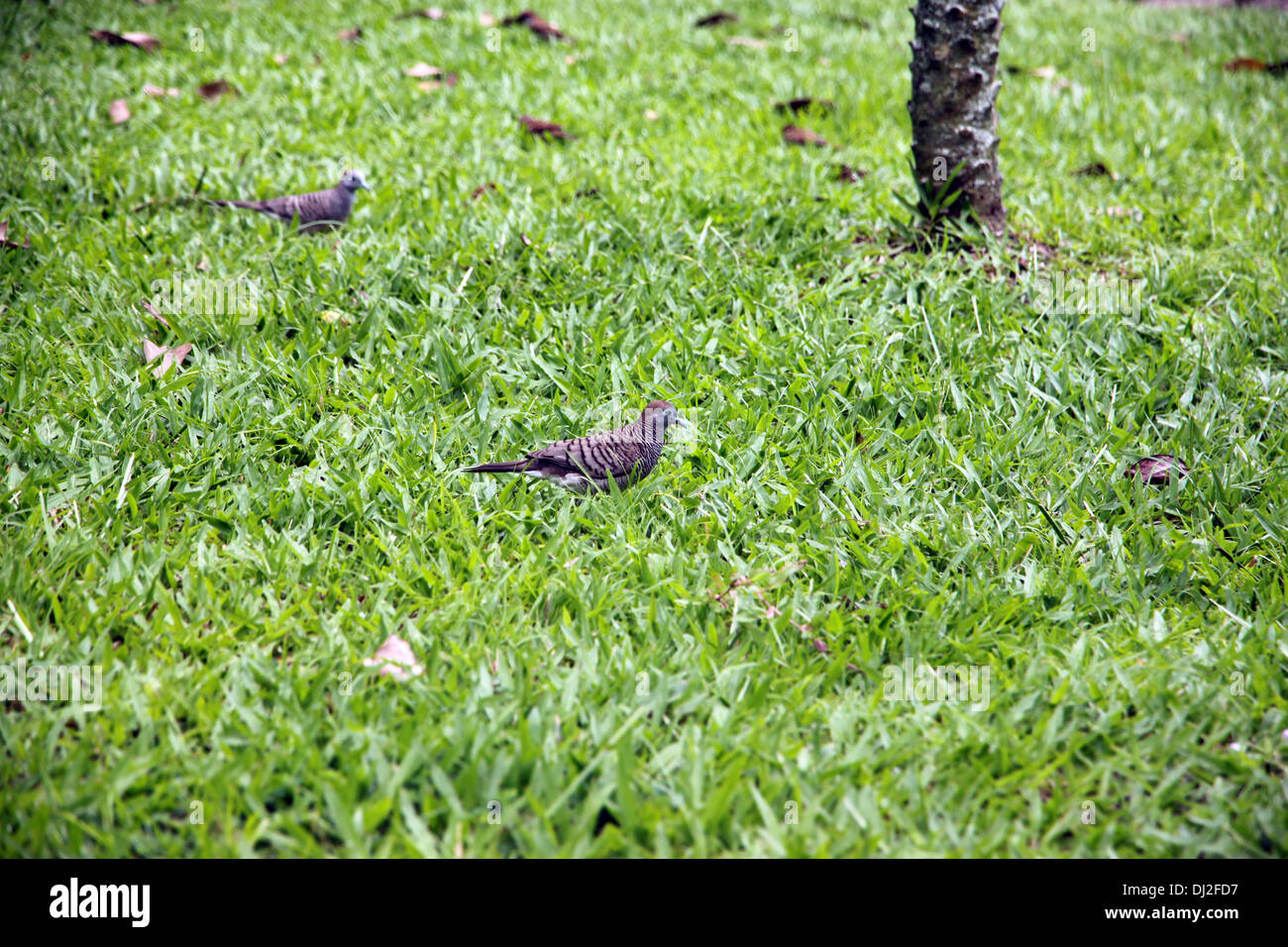 L'immagine Spotted tortora camminando su erba verde per cercare cibo in giardino. Foto Stock