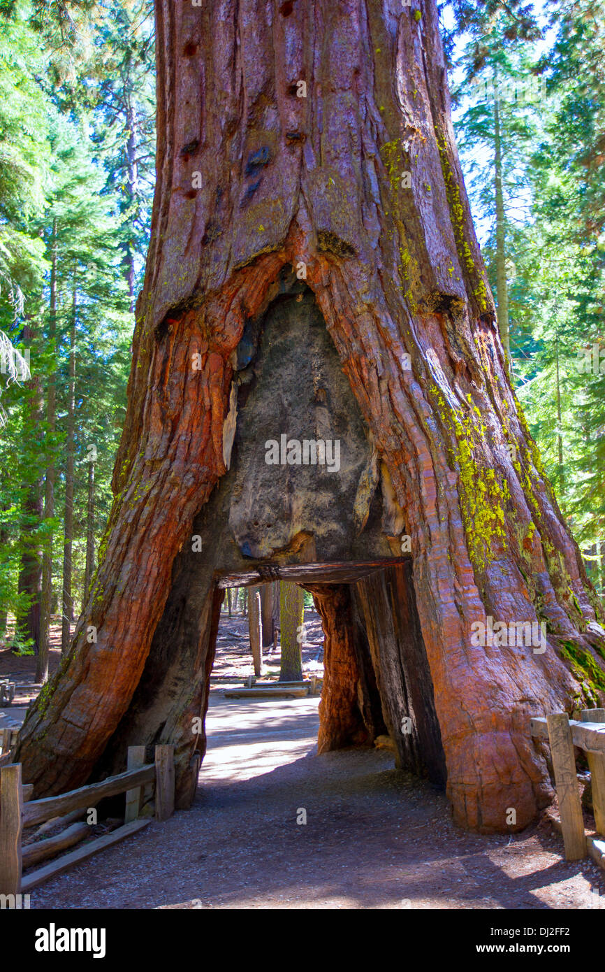 Sequoia cancello di Mariposa grove al Parco Nazionale di Yosemite in California Foto Stock