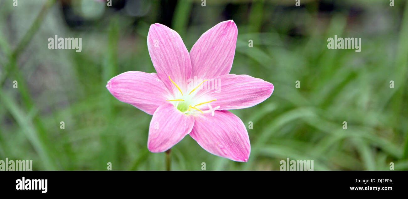 Ingrandimento della foto fiori rosa nei tropichi,della Thailandia. Foto Stock