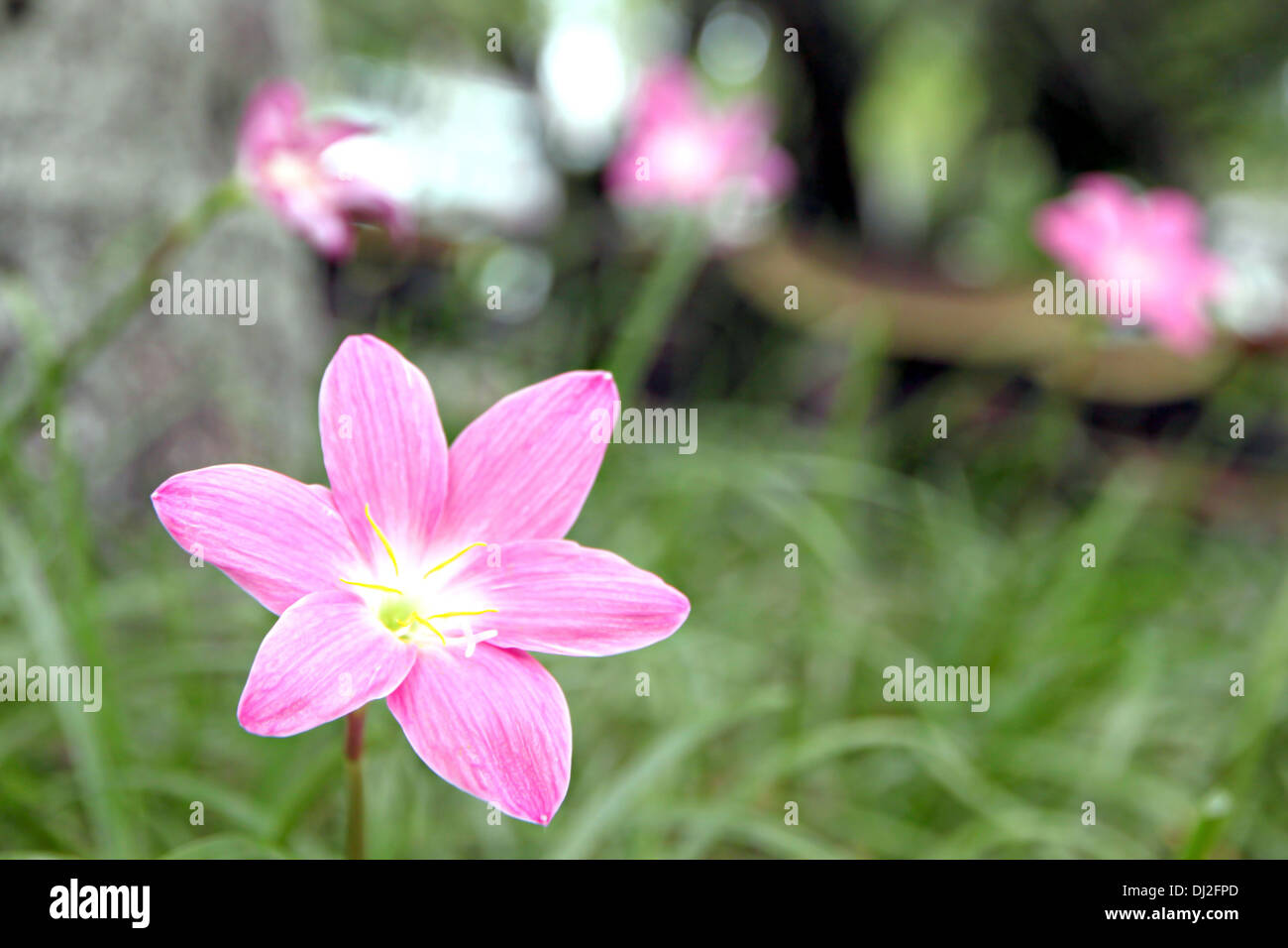 Ingrandimento della foto fiori rosa nei tropichi, Thailandia. Foto Stock