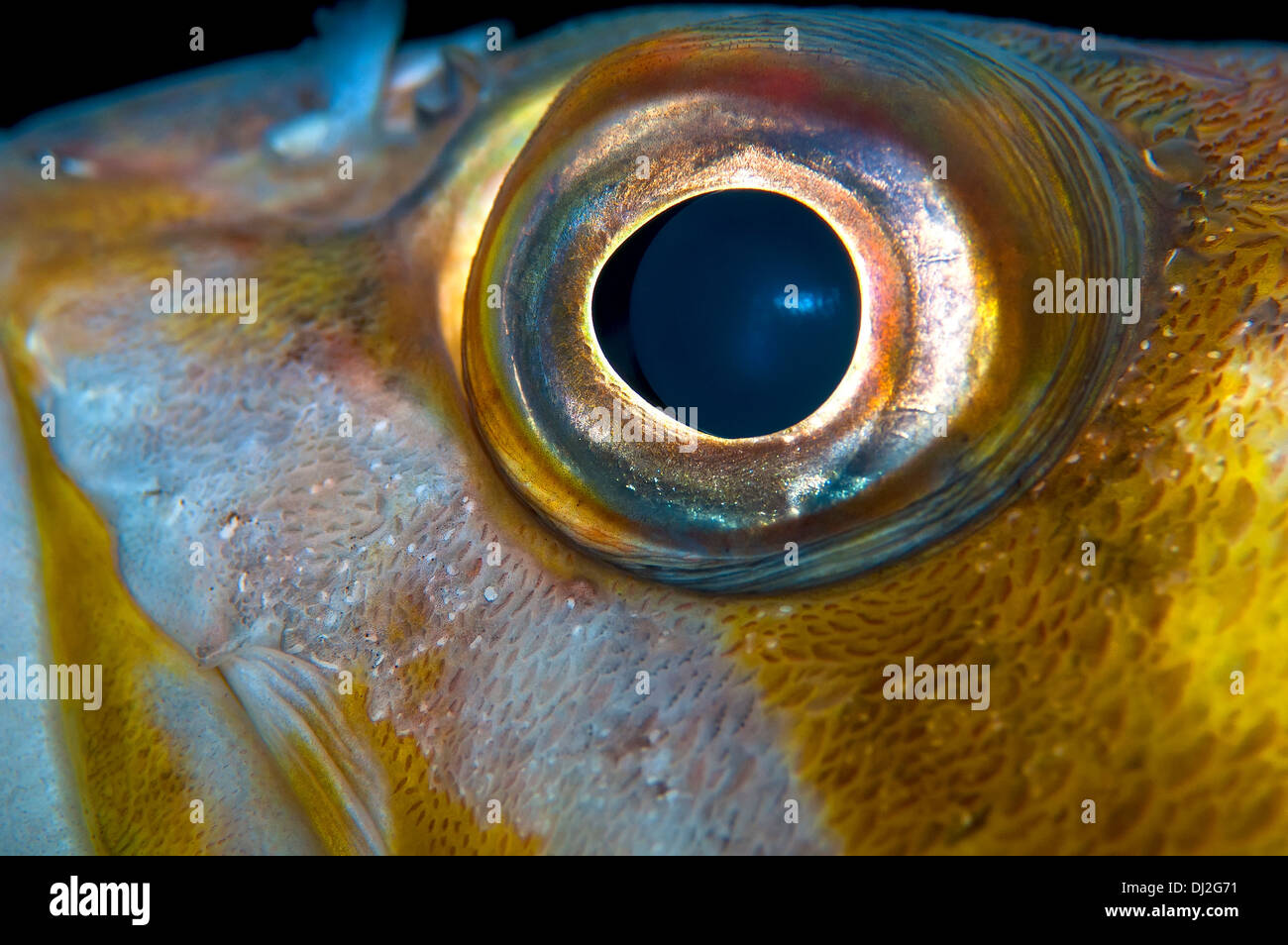 Fish-Eye Close-up Foto Stock