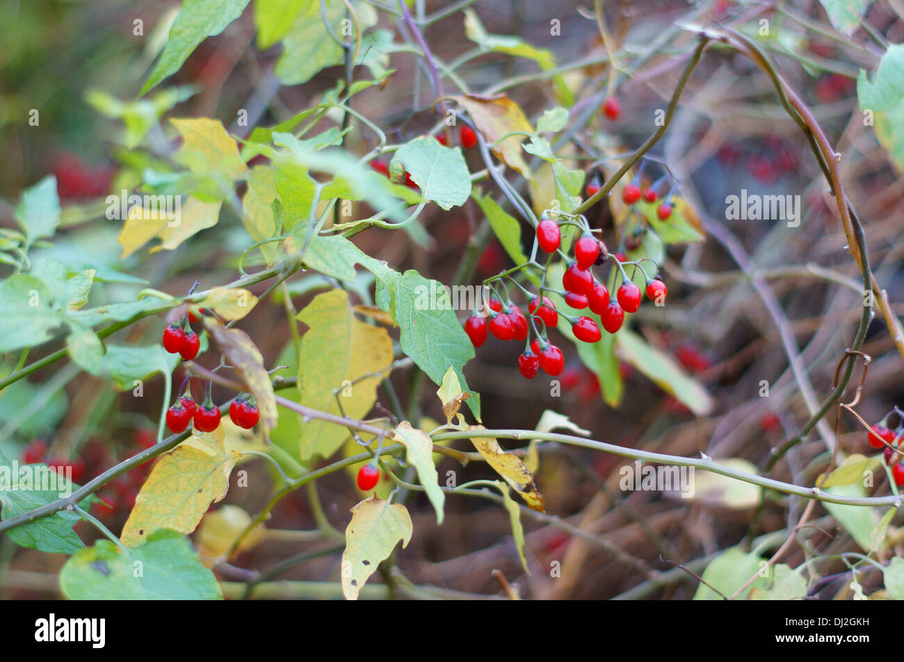 Solanum dulcamara bittersweet nightshade autunno bacche bitter nightshade centinodia blu Foto Stock