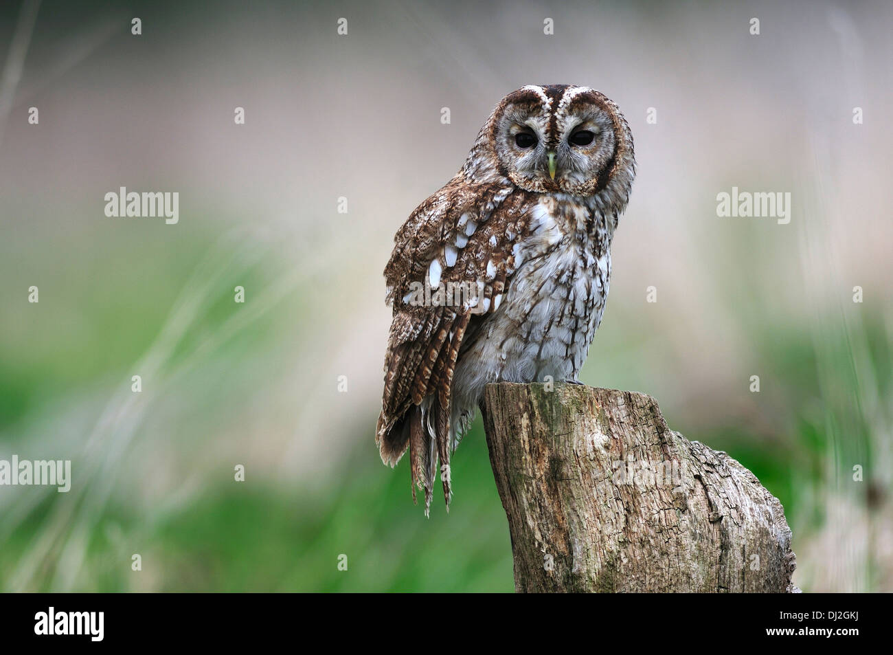 aluco strix di gufo bruno Foto Stock