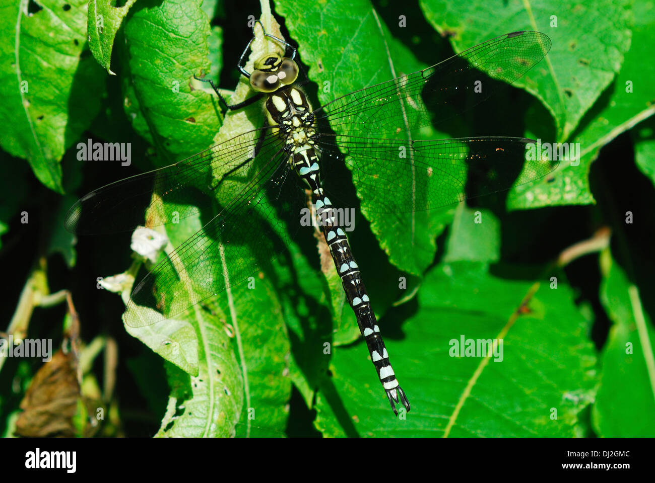 Un Southern hawker dragonfly su foglie verdi REGNO UNITO Foto Stock