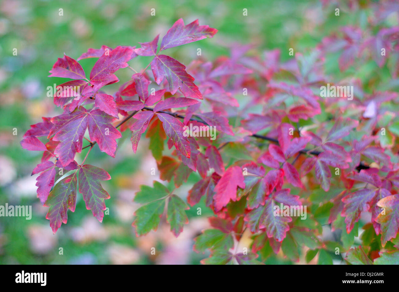 Paperbark Maple Leaves diventa rosso in autunno Acer griseum Foto Stock