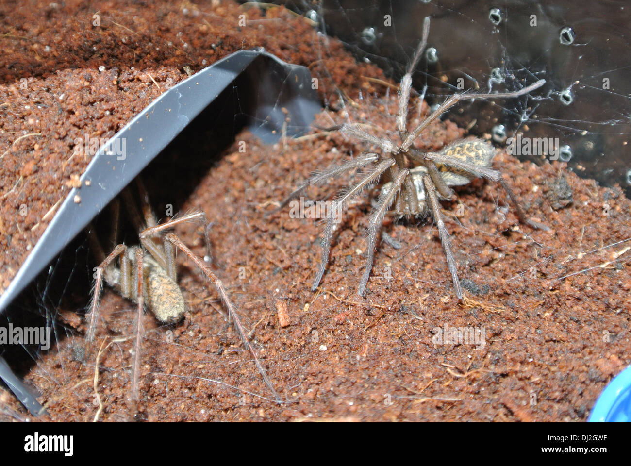 Maschio e femmina ragni casa accoppiate e vivere insieme Foto Stock