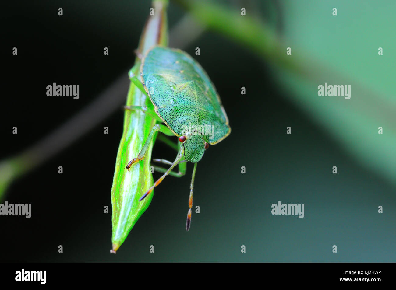 Green stink bug sulla capsula di frutta Foto Stock