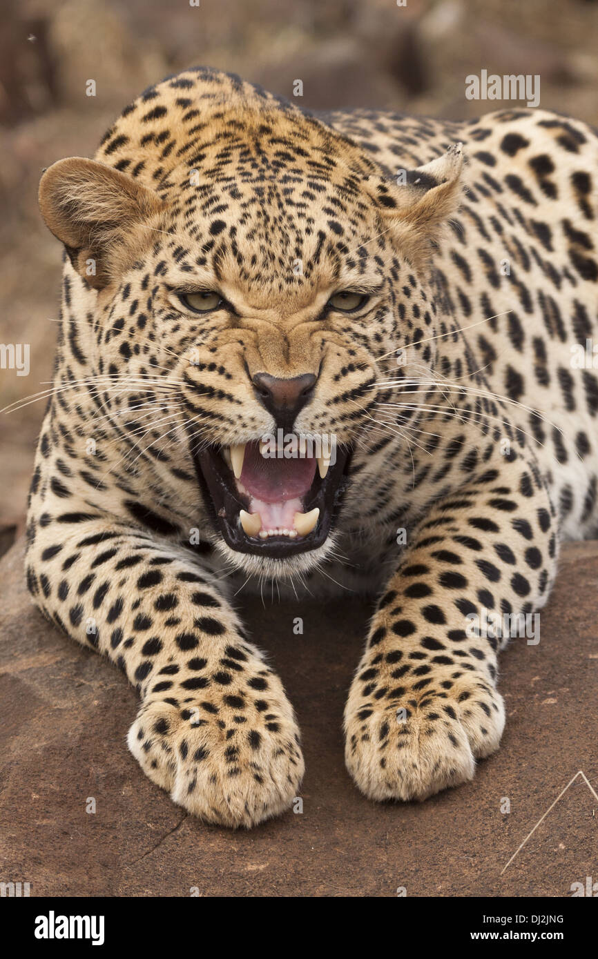 Leopard (Panthera pardus) in verticale Foto Stock