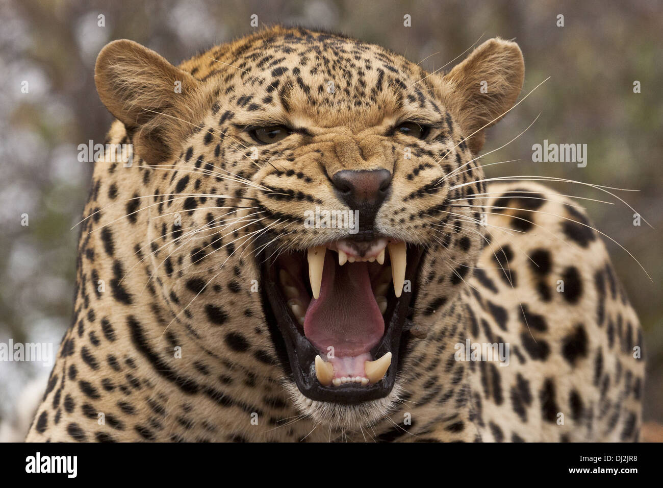 Leopard (Panthera pardus) in verticale Foto Stock