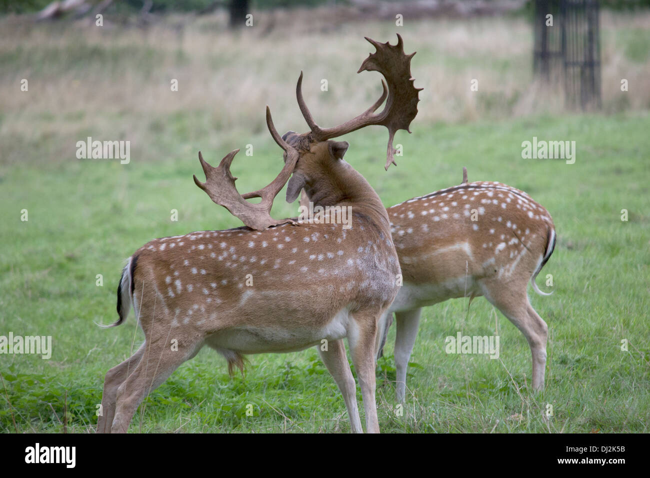 Daini a Charlecote Park, un grand xvi secolo country house, circondato da un proprio parco dei cervi, nel Warwickshire. Foto Stock