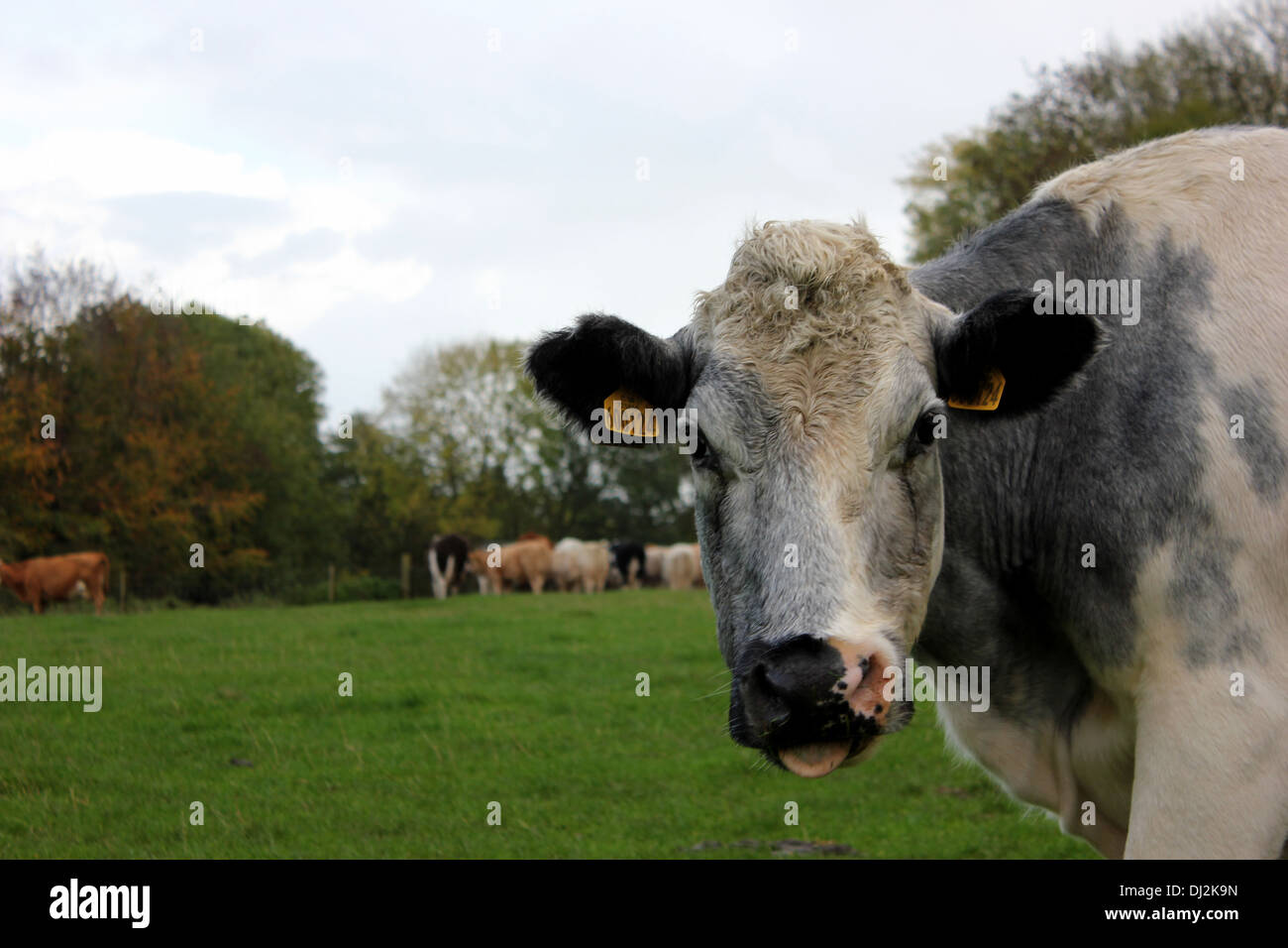 Per vacca da latte al pascolo si ferma a guardare la fotocamera, rivelando il suo orecchio tags che sono utilizzati per scopi di identificazione. Foto Stock