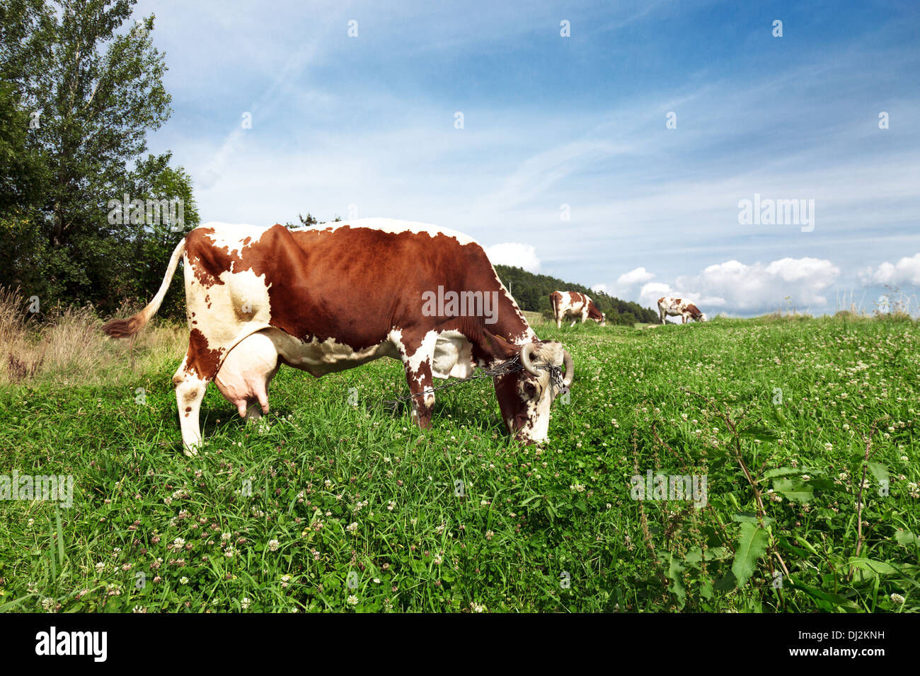 Vacche su terreni agricoli Foto Stock
