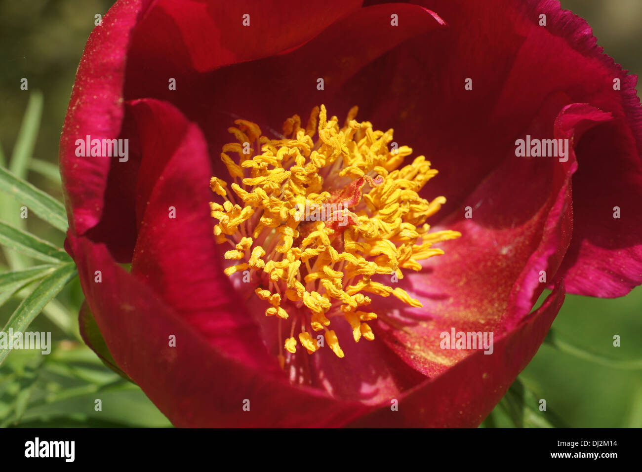 Peonia Foto Stock