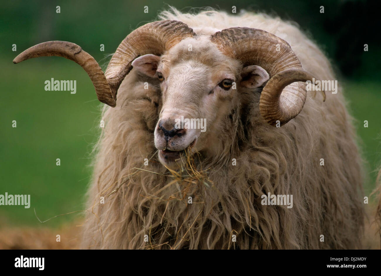 Walachenschaf, Hausschaf (Ovis orientalis aries) muflone (Ovis orientalis) Foto Stock