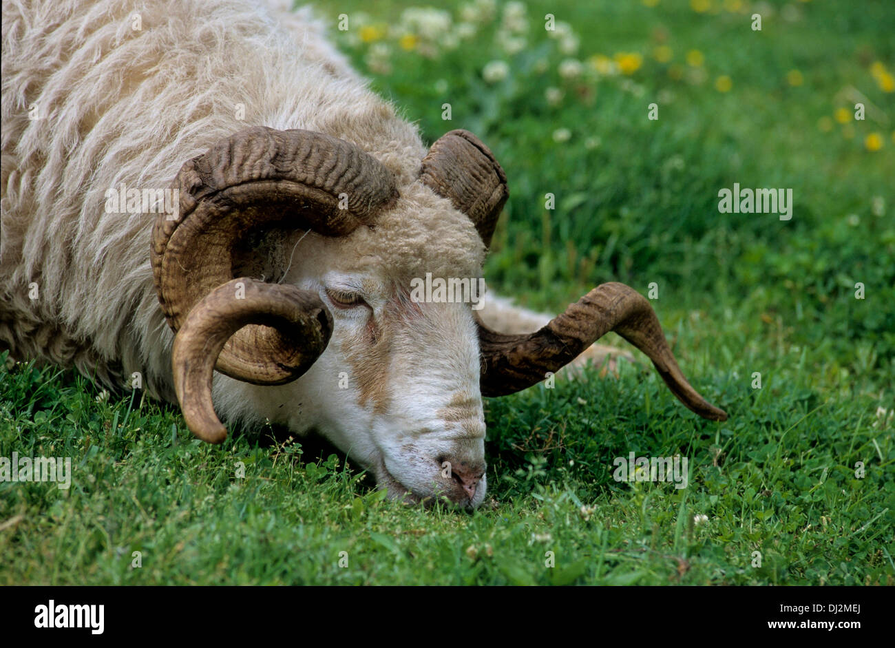 Walachenschaf, Hausschaf (Ovis orientalis aries) muflone (Ovis orientalis) Foto Stock