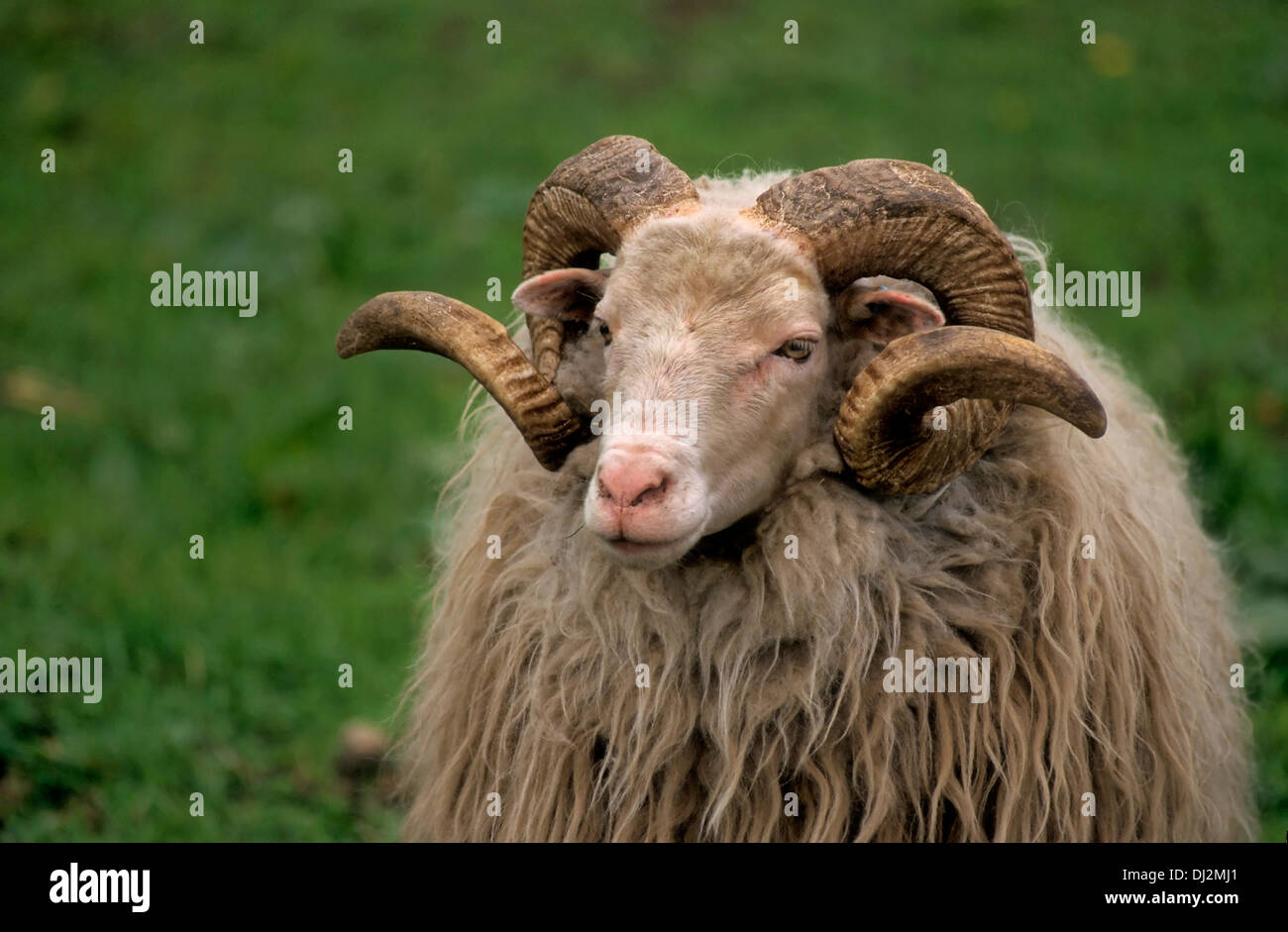 Walachenschaf, Hausschaf (Ovis orientalis aries), muflone (Ovis orientalis orientalis) Foto Stock