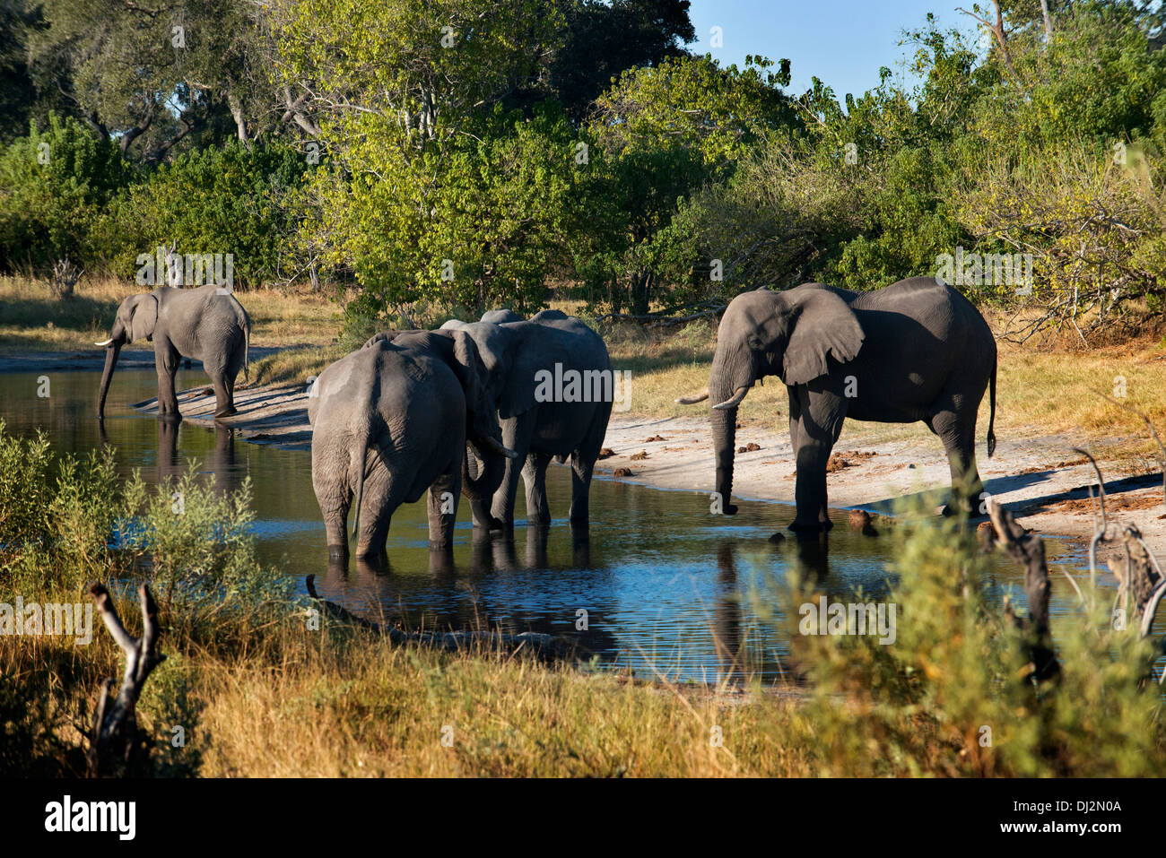 Gli elefanti acqua potabile in un fiume vicino al Savute Elephant Camp da Orient Express in Botswana nel Chobe National Park. Foto Stock
