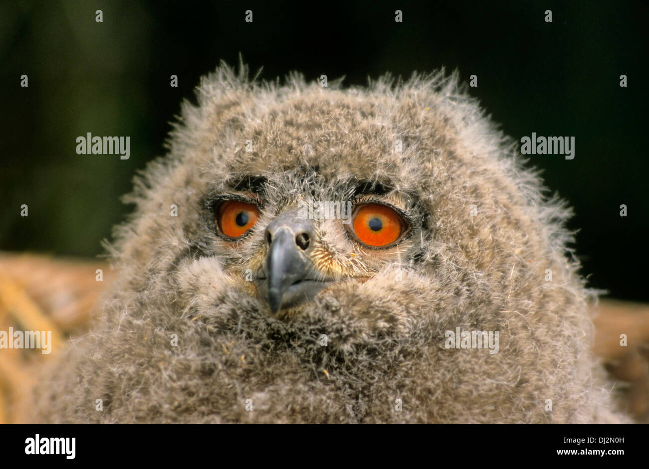 Uhu (Bubo bubo), Jungtier 3 Monate alt, Eurasian Eagle-Owl (Bubo bubo), Cub 3 mesi di età Foto Stock