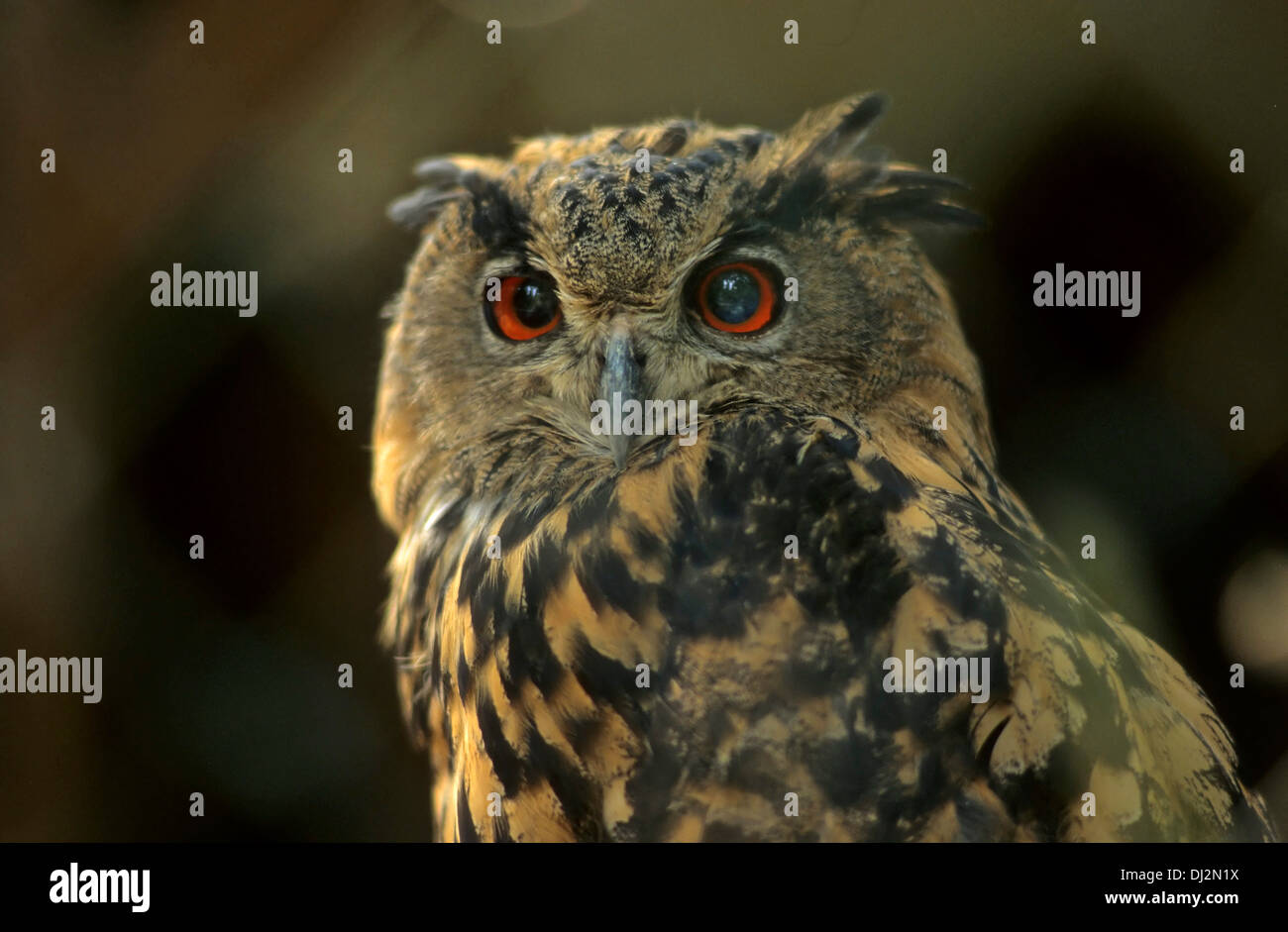 Uhu (Bubo bubo), Eurasian Eagle-Owl (Bubo bubo) Foto Stock