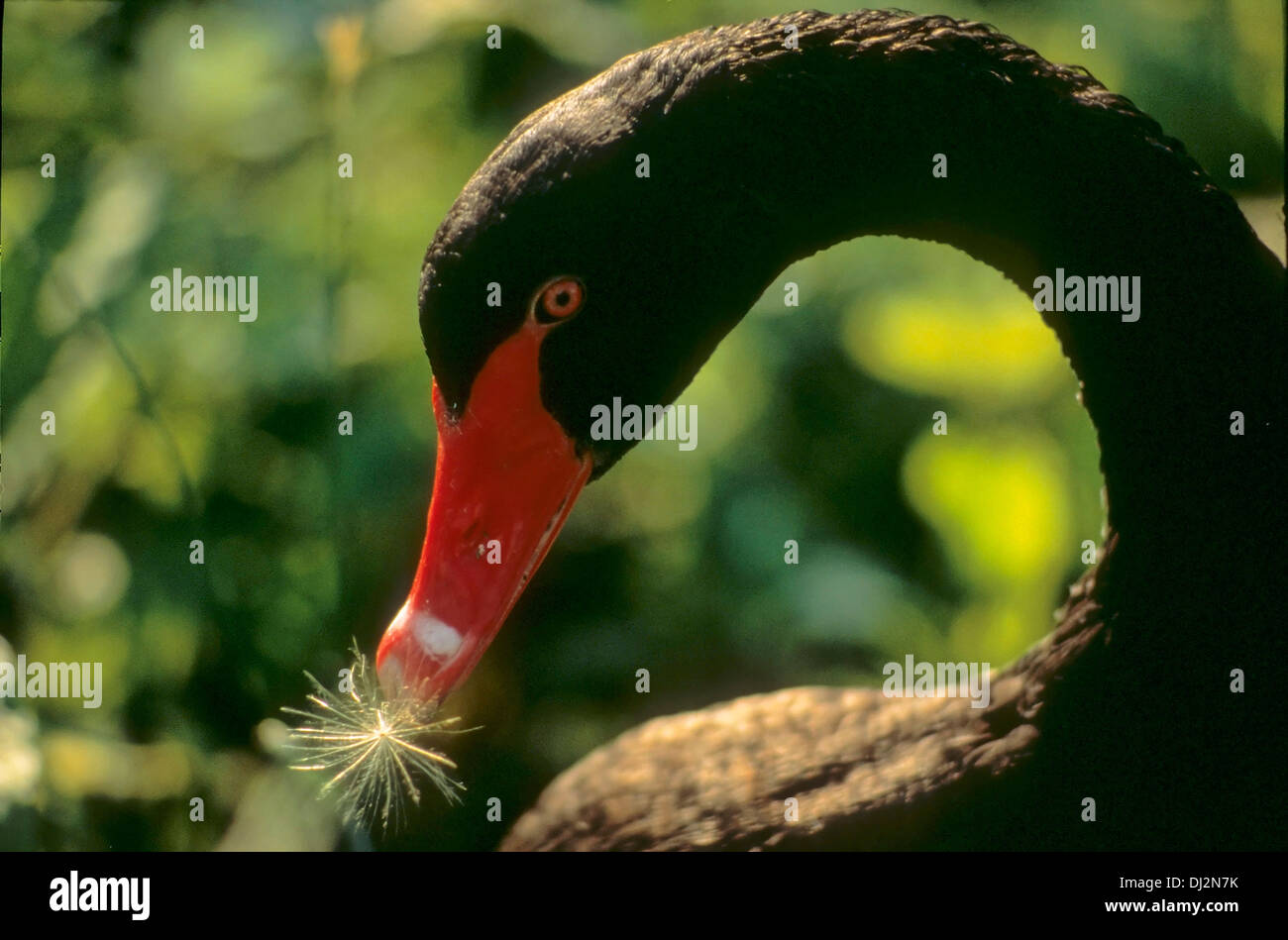 Black Swan, Trauerschwan (Cygnus atratus) Schwarzschwan Foto Stock