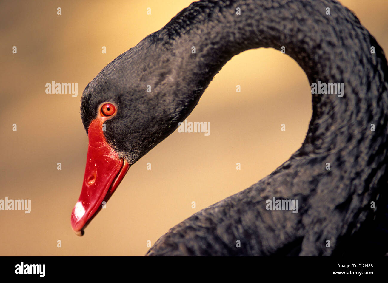 Black Swan, Trauerschwan (Cygnus atratus) Schwarzschwan Foto Stock