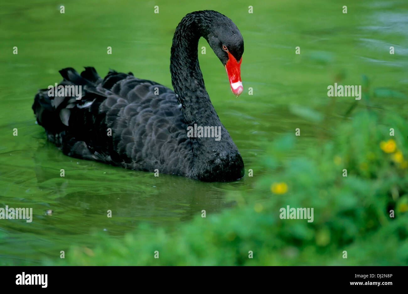 Black Swan, Trauerschwan (Cygnus atratus) Schwarzschwan Foto Stock