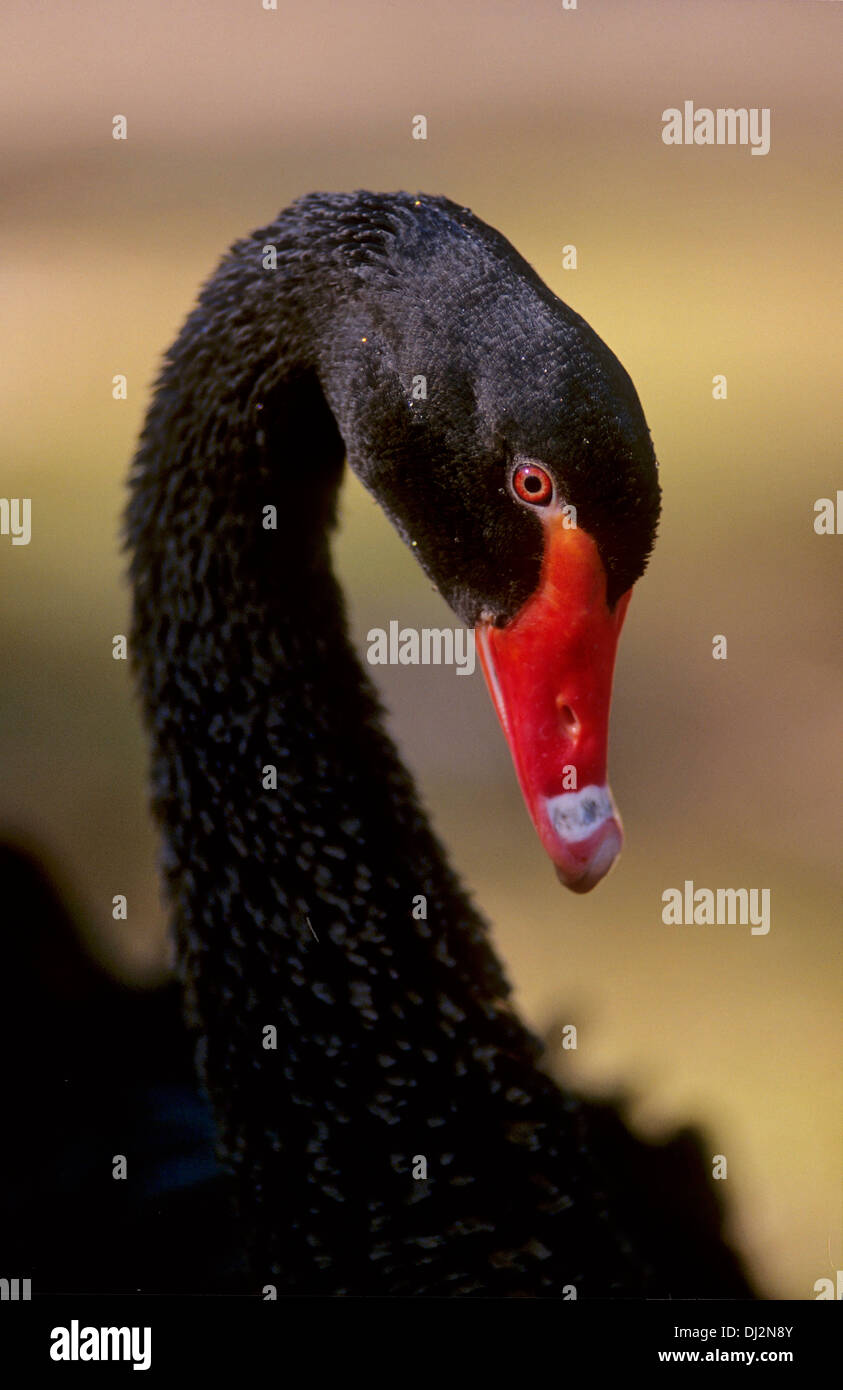 Black Swan, Trauerschwan (Cygnus atratus) Schwarzschwan Foto Stock