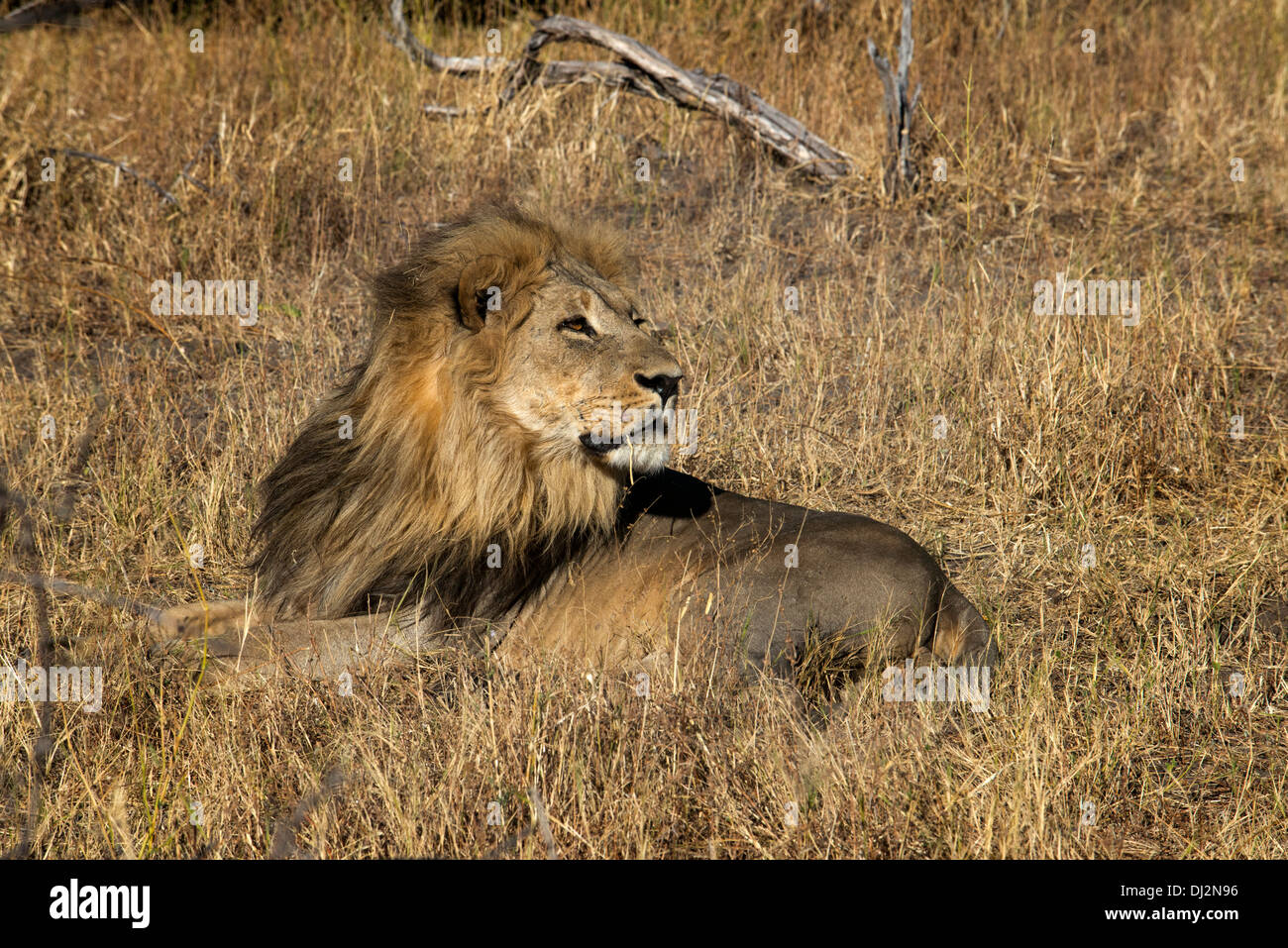 Un leone giacente pacificamente in ls Savannah Camp vicino Savute Elephant Camp da Orient Express in Botswana nel Chobe National Park. Foto Stock