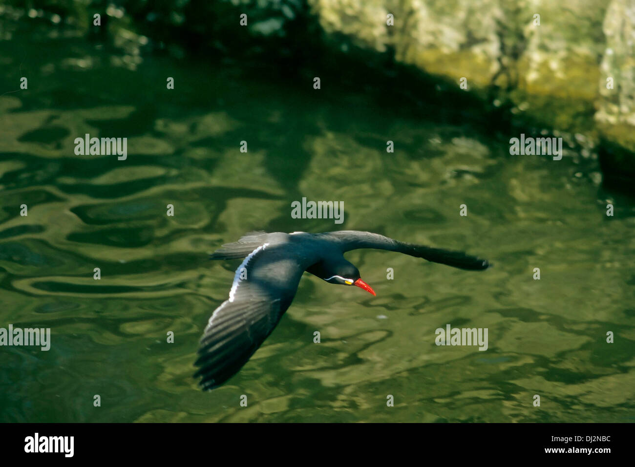 Inca Tern (Larosterna inca), Inkaseeschwalbe (Larosterna inca) Foto Stock
