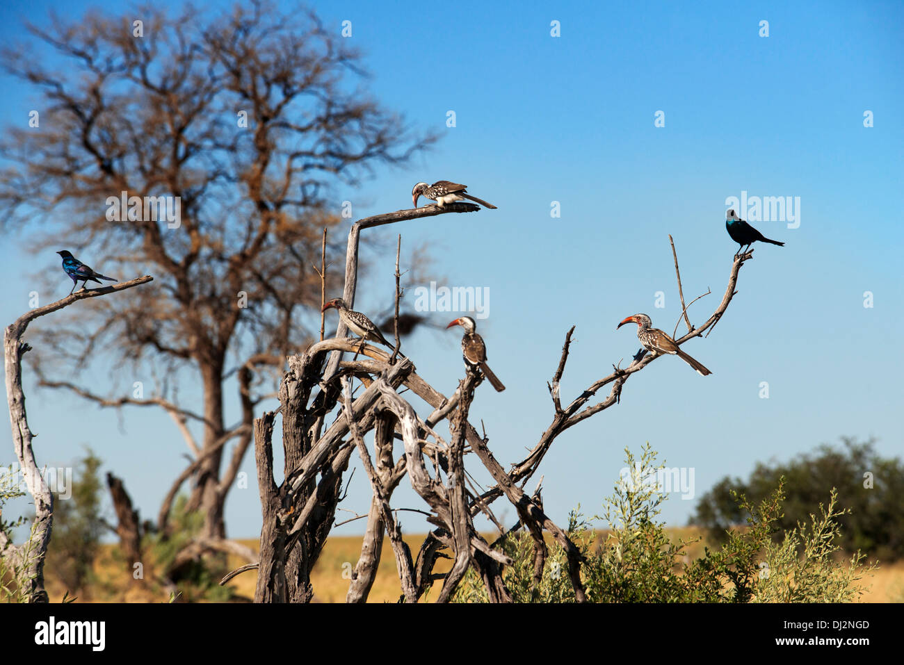 Gli uccelli di tutti i tipi aggirano Savute Elephant Camp da Orient Express in Botswna nel Chobe National Park. Foto Stock