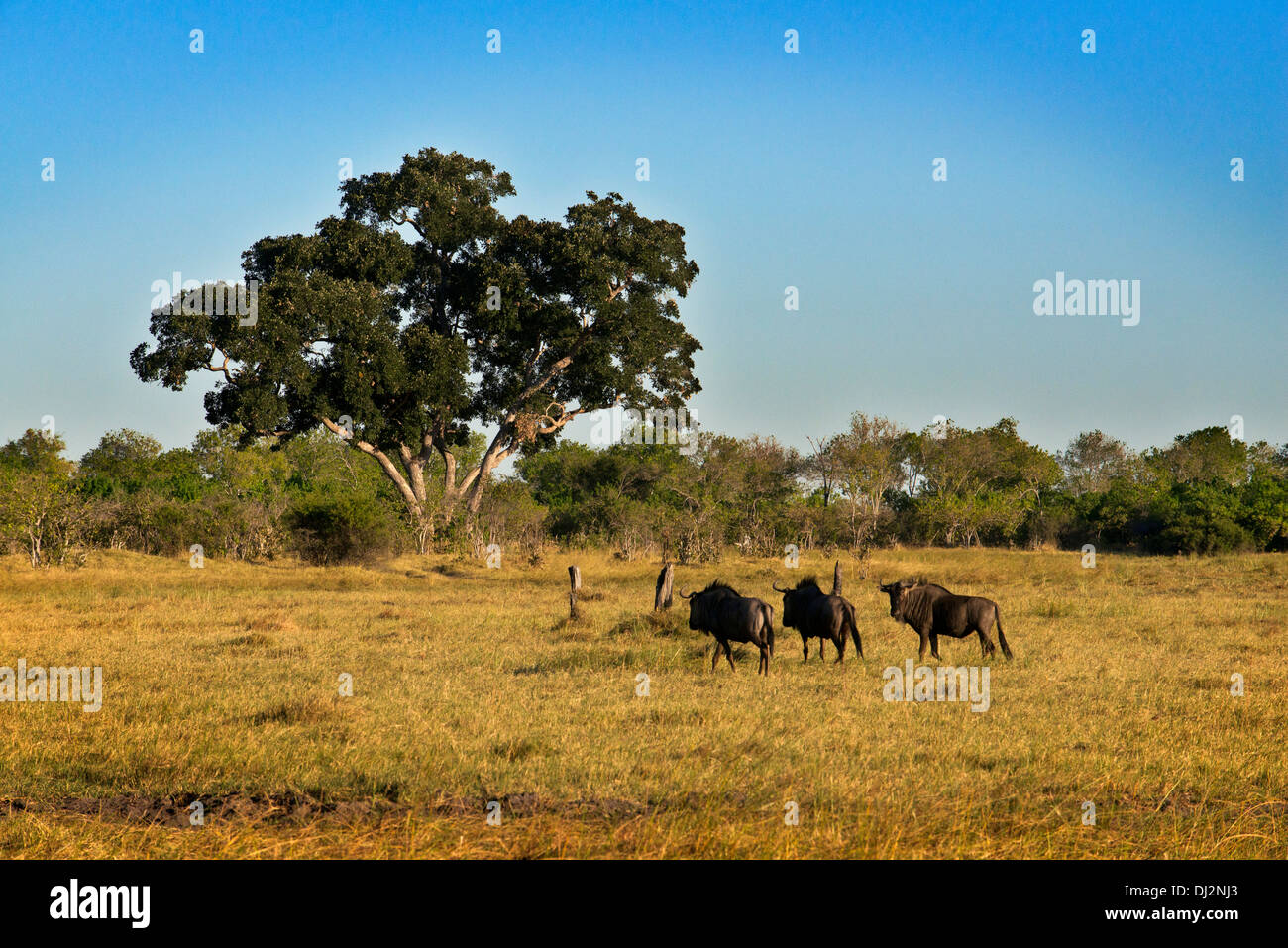 Alcuni gnu scamper vicino al camp Savute Elephant Camp da Orient Express in Botswna nel Chobe National Park. Foto Stock