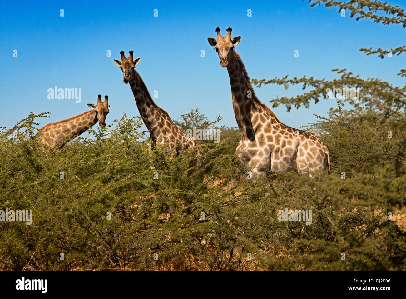 Durante il gioco troviamo molti gruppi safari le giraffe vicino al camp Savute Elephant Camp da Orient Express in Botswna di Chobe Foto Stock