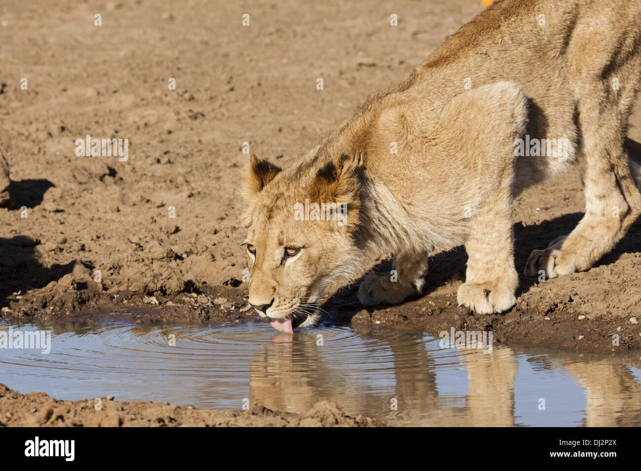 Giovani lion (Panthera leo) Foto Stock