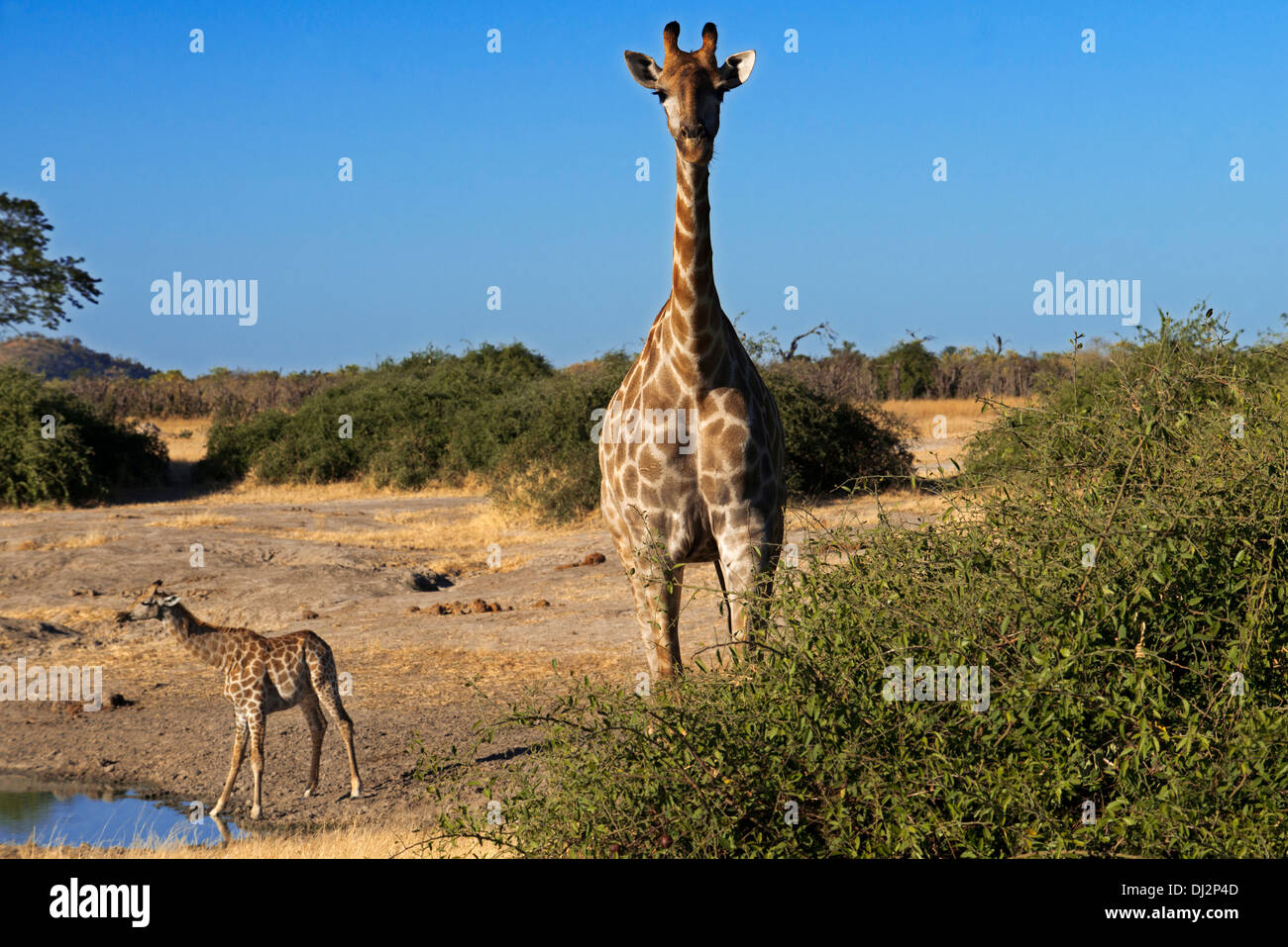 Alcune giraffe acqua potabile in un fiume vicino al campo Savute Elephant Camp da Orient Express in Botswna di Chobe Park Foto Stock