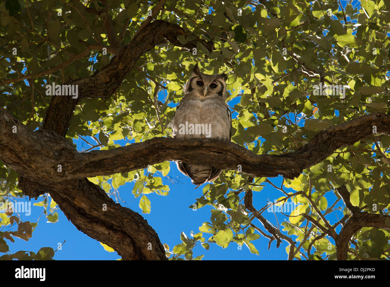 Durante il gioco il safari non è raro vedere rapaci come la civetta su rami di baobab vicino a Camp Savute Elephant Camp da O.E. Foto Stock