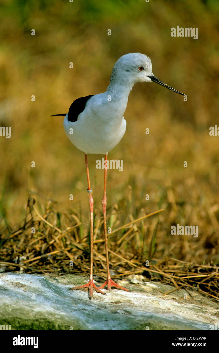 Black-winged Stilt, comune Stilt, Pied Stilt (Himantopus himantopus), Stelzenläufer (Himantopus himantopus) Foto Stock