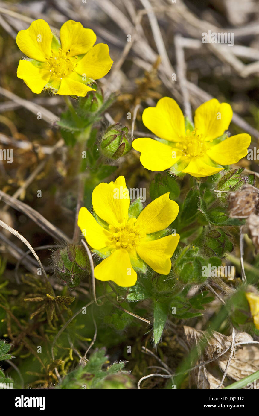 Sette-lasciava Cinquefoil, Potentilla heptaphylla Foto Stock